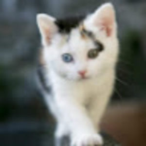 Meet your Posher, Xiwen